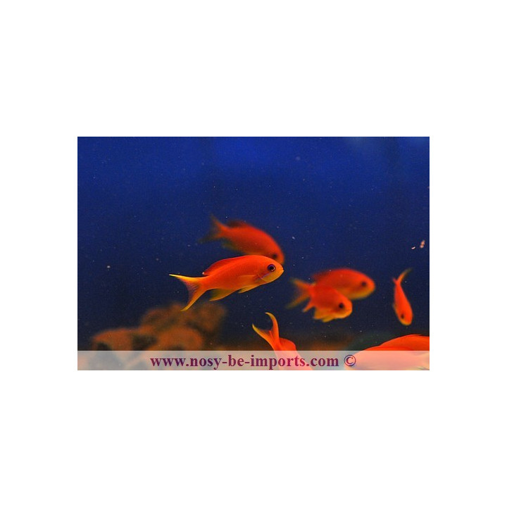 Pseudanthias squamipinnis