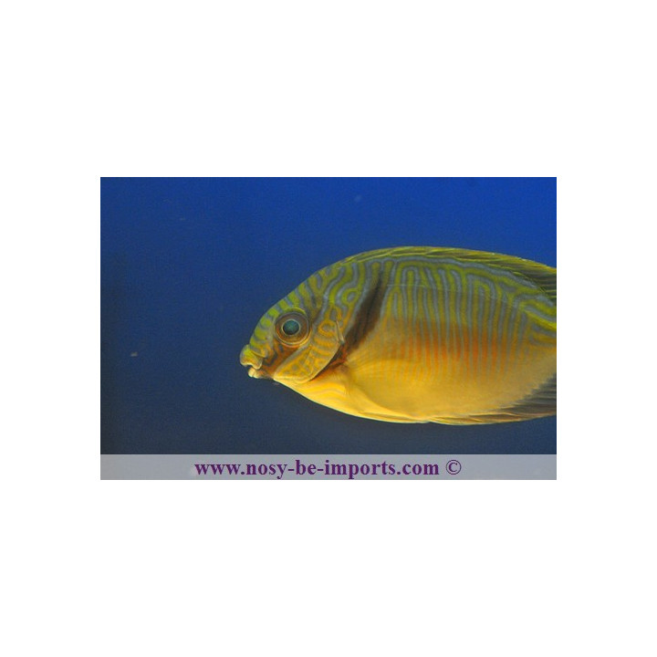 Siganus doliatus - Eau de mer - Aquarium sur mesure