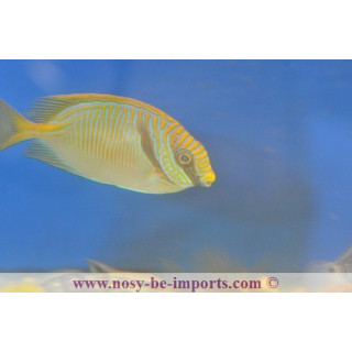 Siganus doliatus - Eau de mer - Aquarium sur mesure