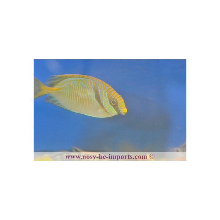 Siganus doliatus - Eau de mer - Aquarium sur mesure