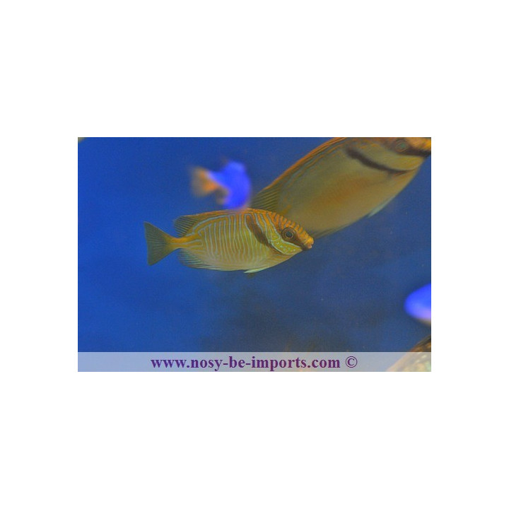 Siganus doliatus - Eau de mer - Aquarium sur mesure