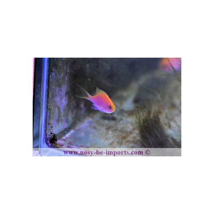 Serranocirrhites latus
