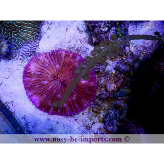 cycloseris 