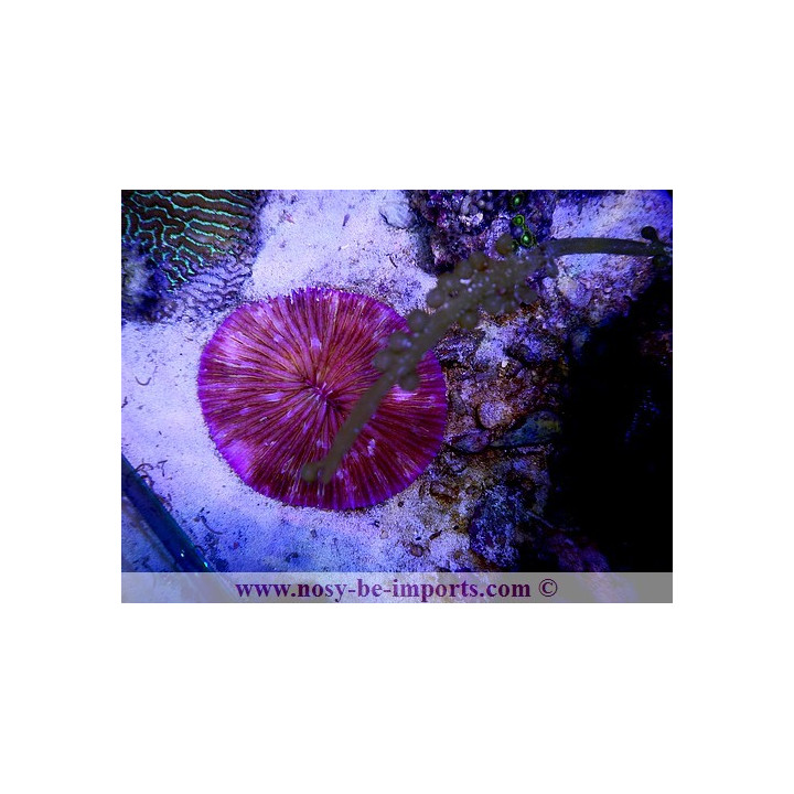 cycloseris 