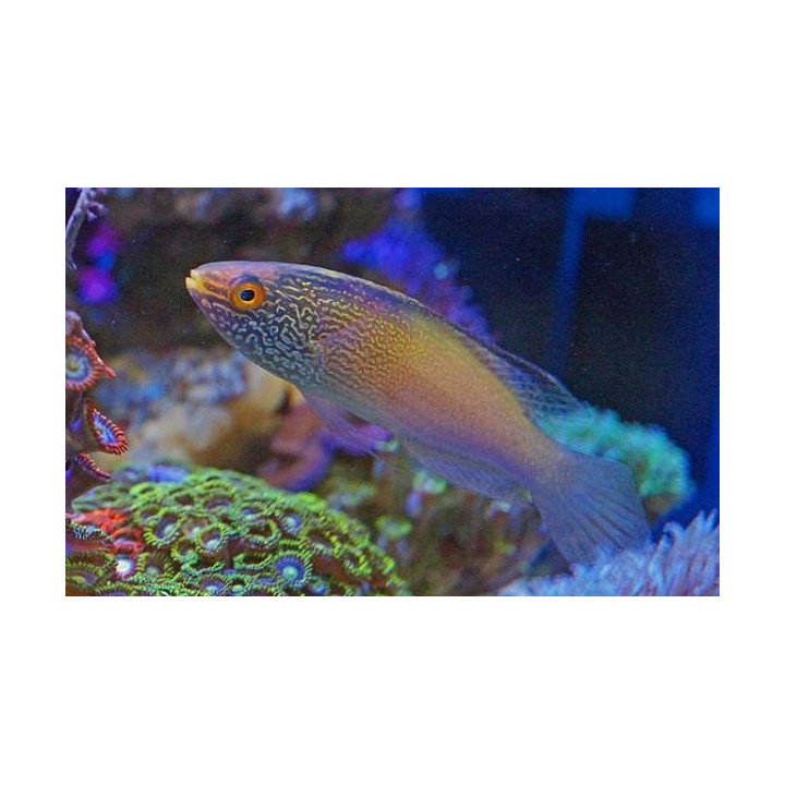 Cirrhilabrus rhomboidalis