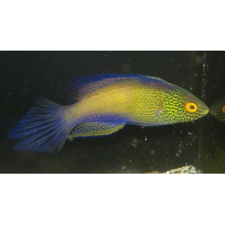 Cirrhilabrus rhomboidalis
