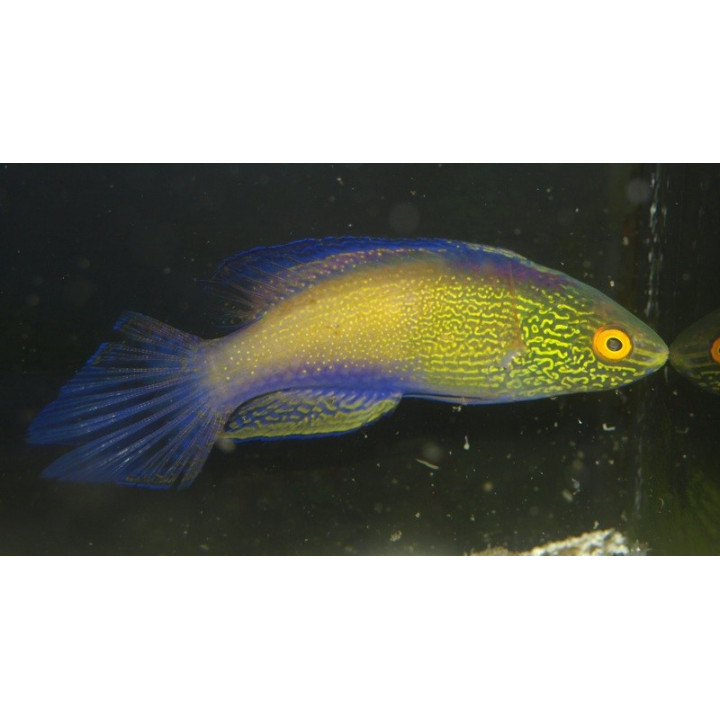 Cirrhilabrus rhomboidalis