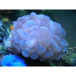 Plerogyra simplex