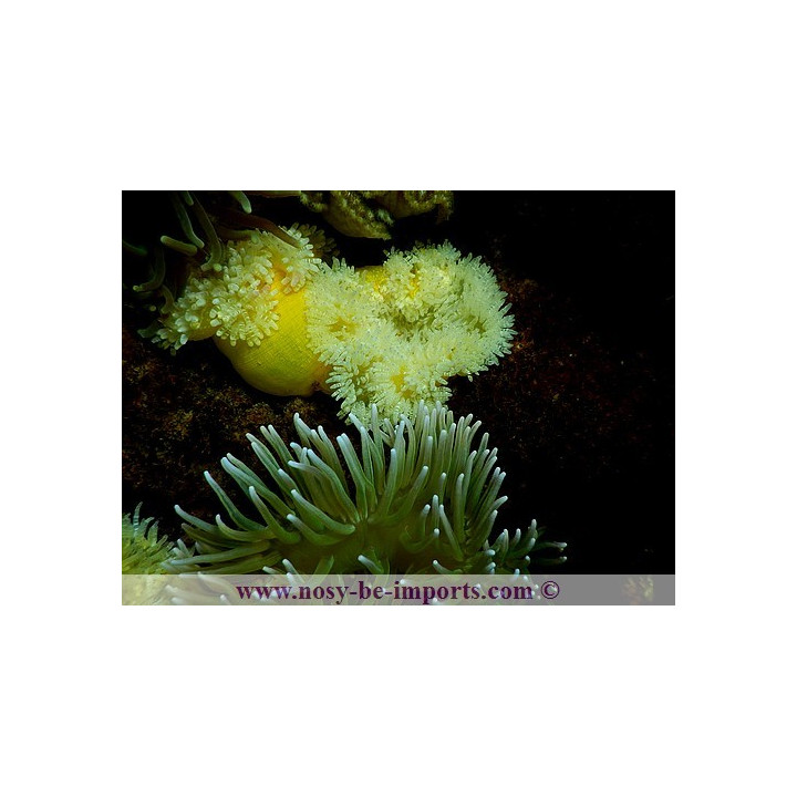 Phymanthus buitandijkii - anémone colorée