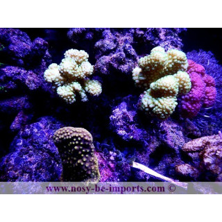 Pocillopora eydouxi - pocillopora verrucosus
