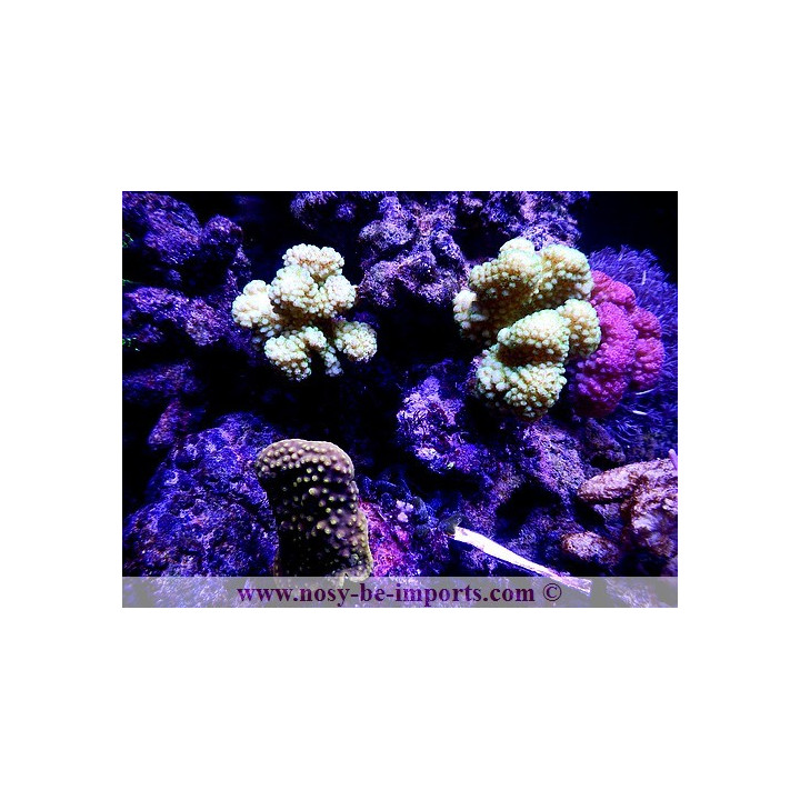 Pocillopora eydouxi - pocillopora verrucosus