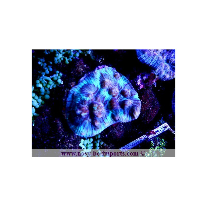 Mycedium sp. Rainbow