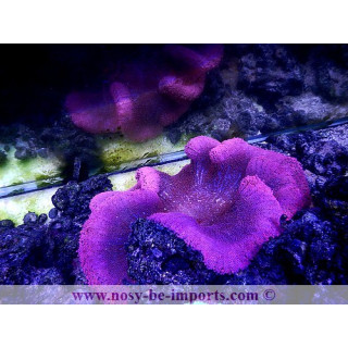 Stichodactyla gigantea rouge- Anémone rare - anémone - aquarium sur mesure