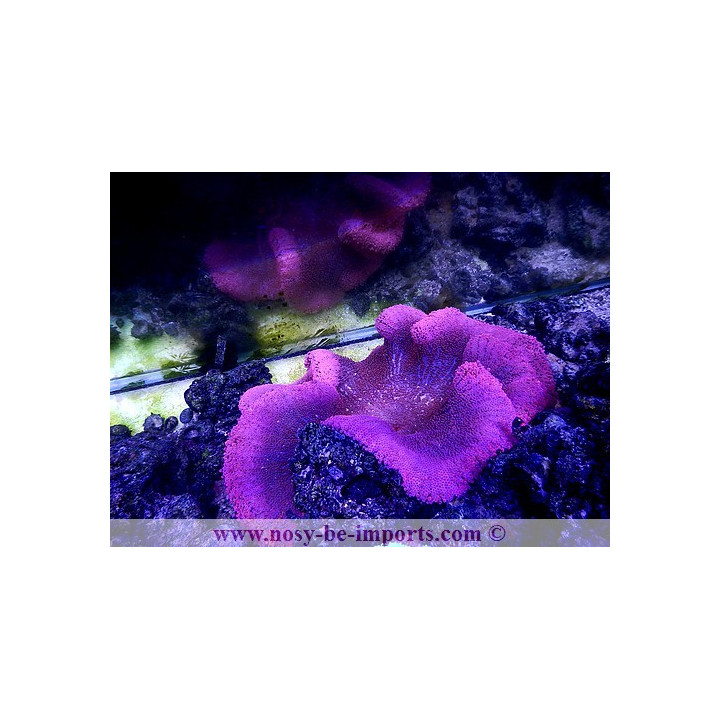 Stichodactyla gigantea rouge- Anémone rare - anémone - aquarium sur mesure