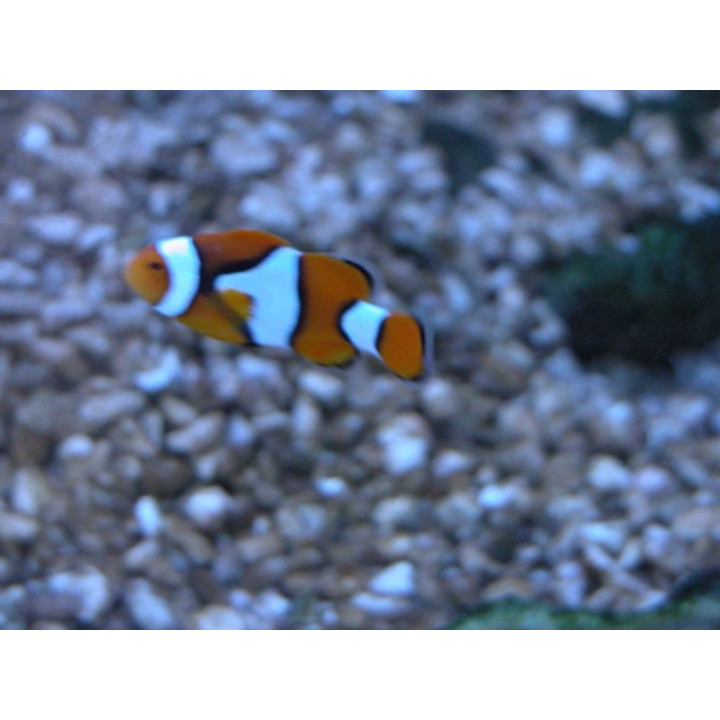 Amphiprion percula
