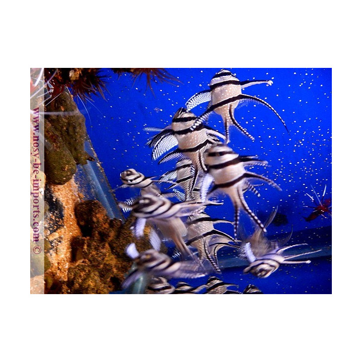Pterapogon kauderni ELEVAGE