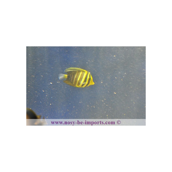 Zebrasoma veliferum