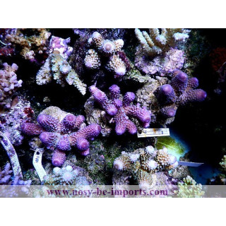 Acropora humilis - Coraux VPC - Aquarium sur mesure