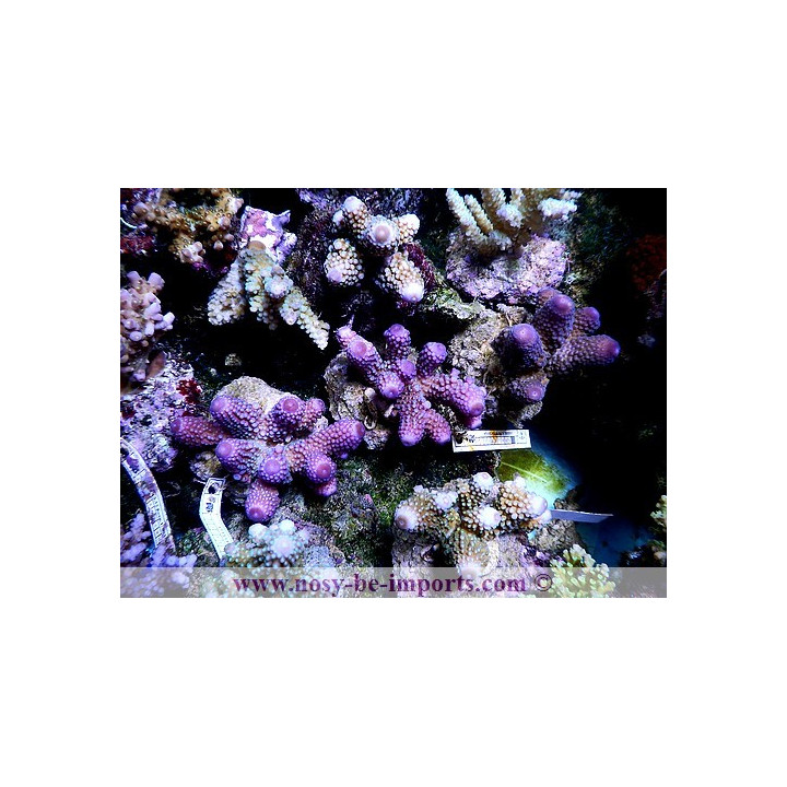 Acropora humilis - Coraux VPC - Aquarium sur mesure