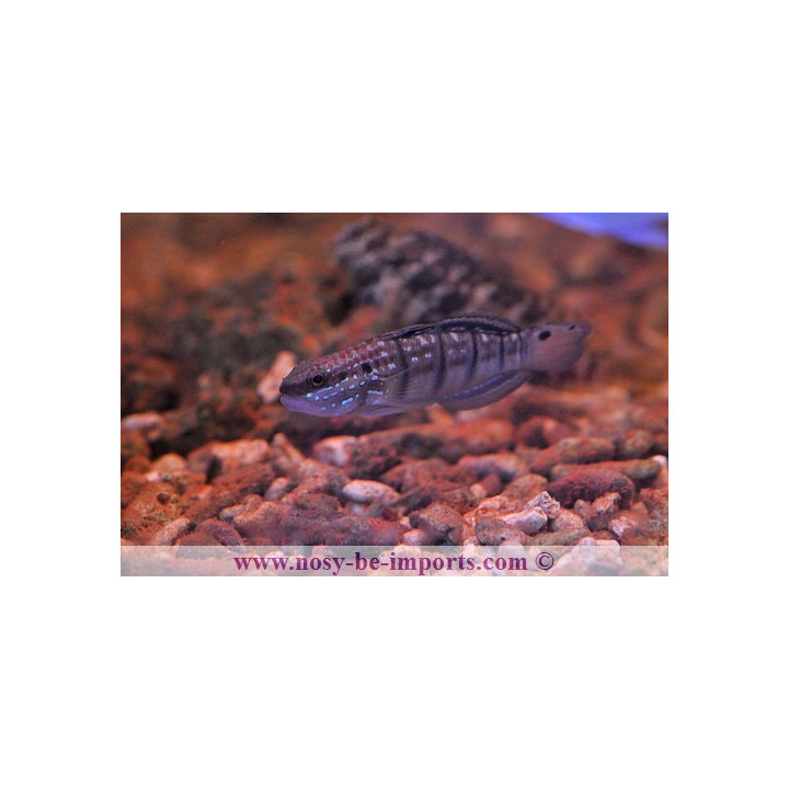 Amblygobius phalaena  ELEVAGE - poisson herbivore - poisson marin - aquarium sur mesure