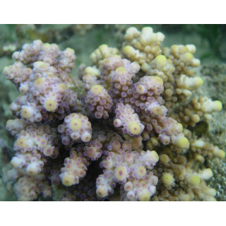 Acropora squarosa