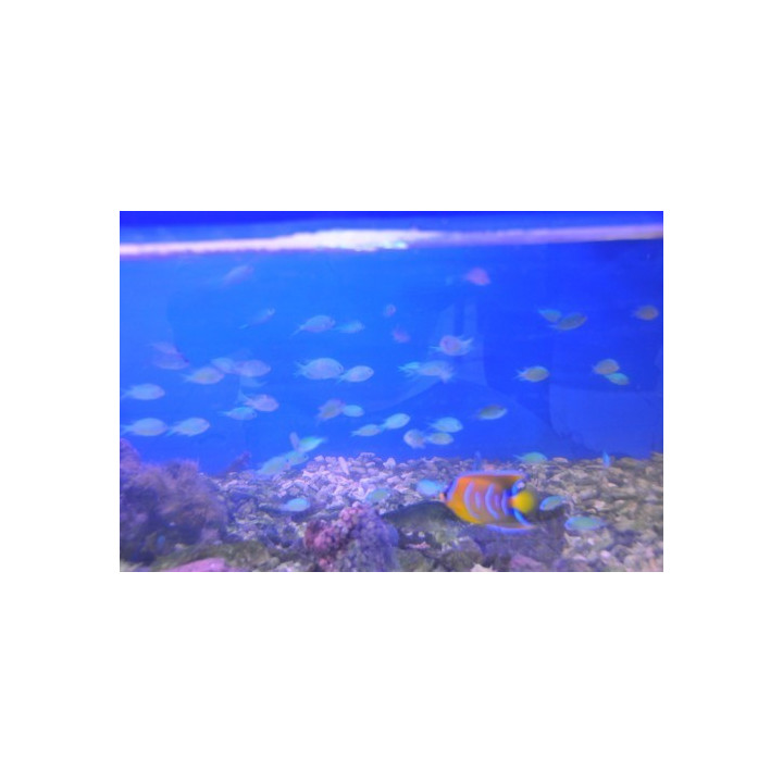 Chromis viridis - demoiselle verte - Aquarium sur mesure
