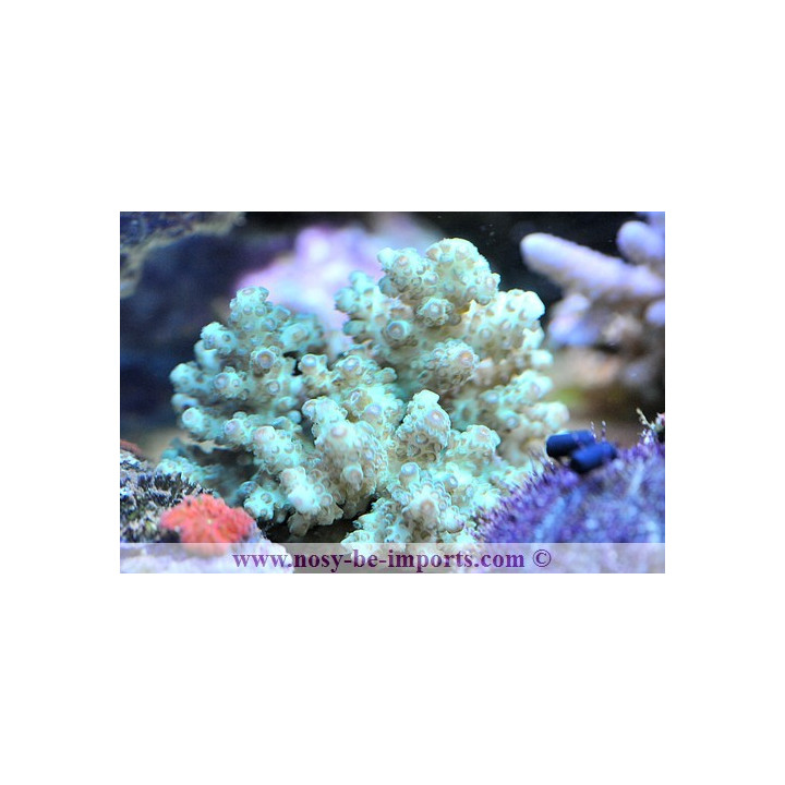 Acropora squarosa