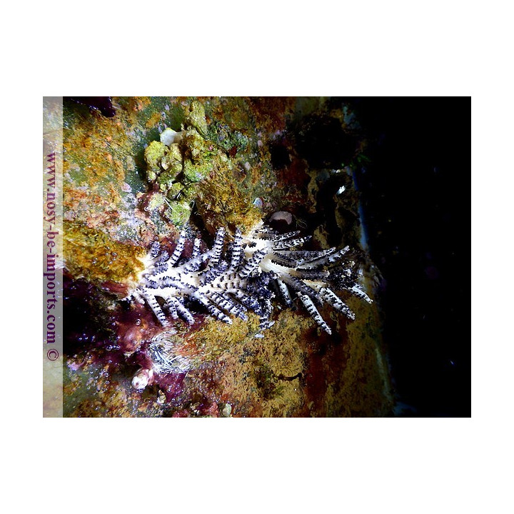 Studeriotes