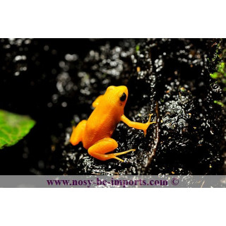 Mantella aurantiaca - Mantella orange
