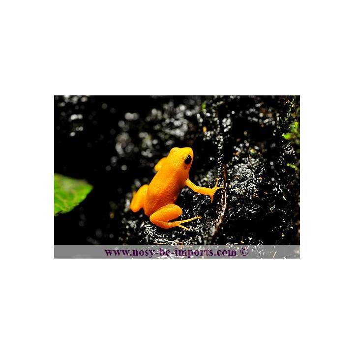 Mantella aurantiaca - Mantella orange
