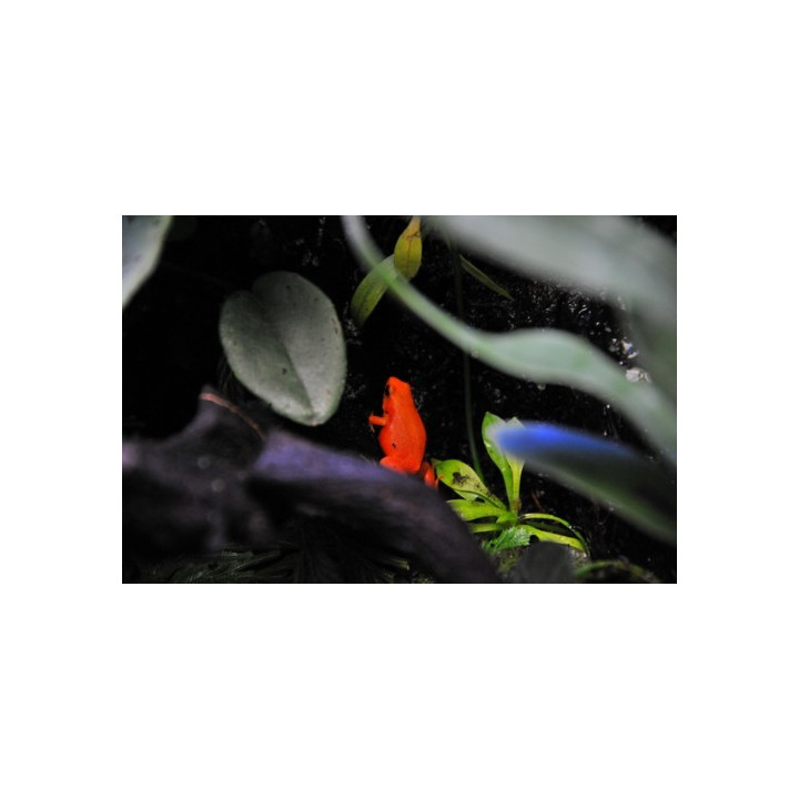 Mantella aurantiaca - Mantella orange