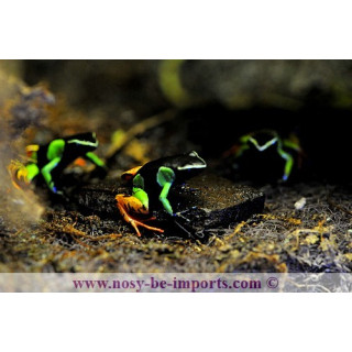 Mantella baroni