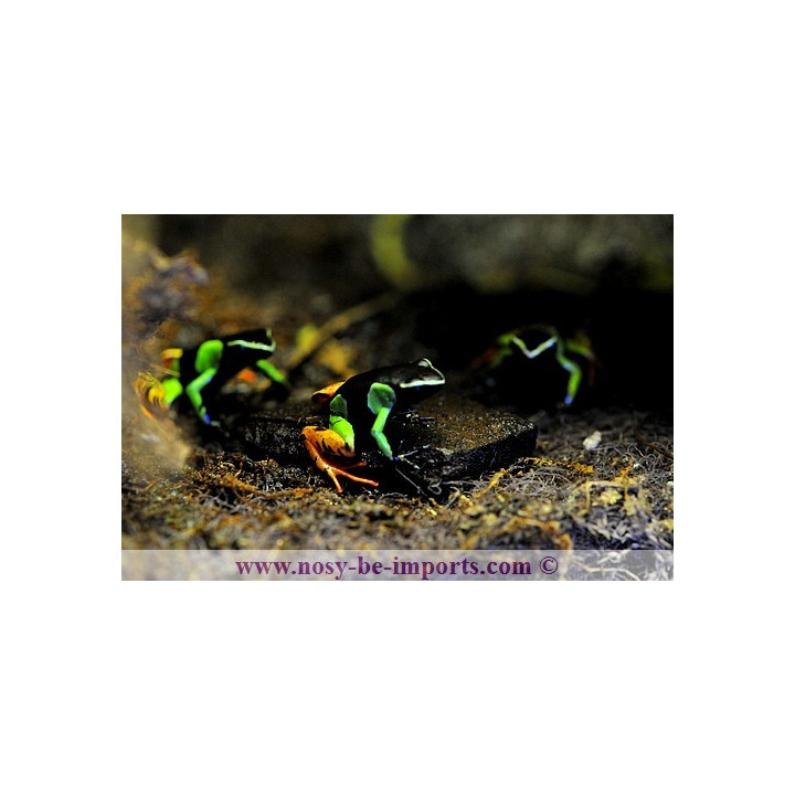 Mantella baroni