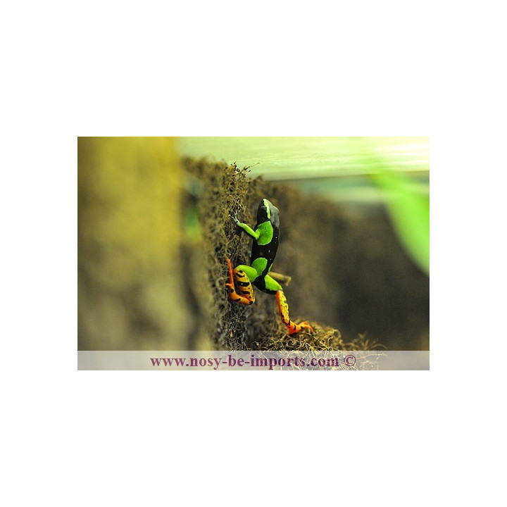 Mantella baroni