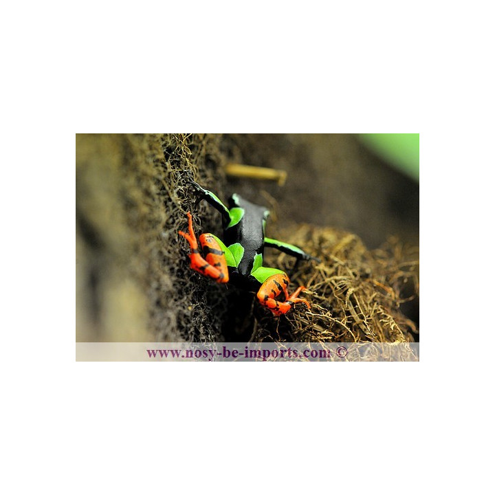Mantella baroni