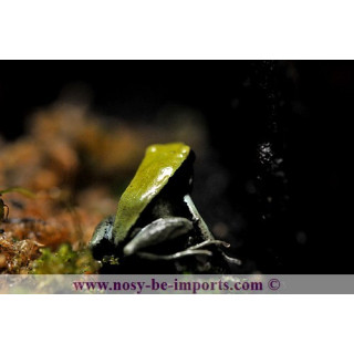 Mantella viridis - Mantella verte