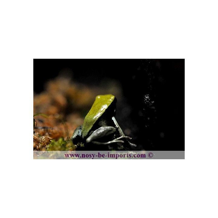 Mantella viridis - Mantella verte