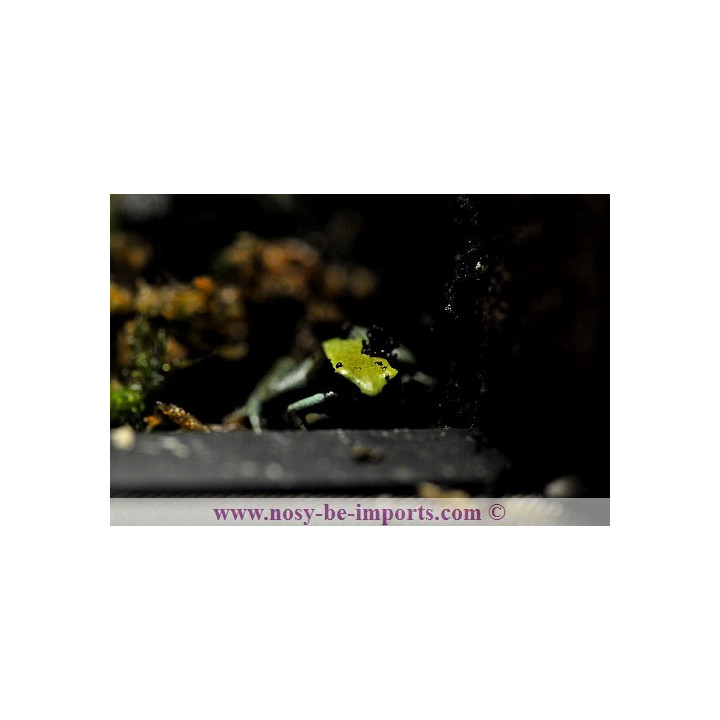 Mantella viridis - Mantella verte