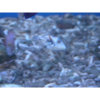 Rhinecanthus aculeatus