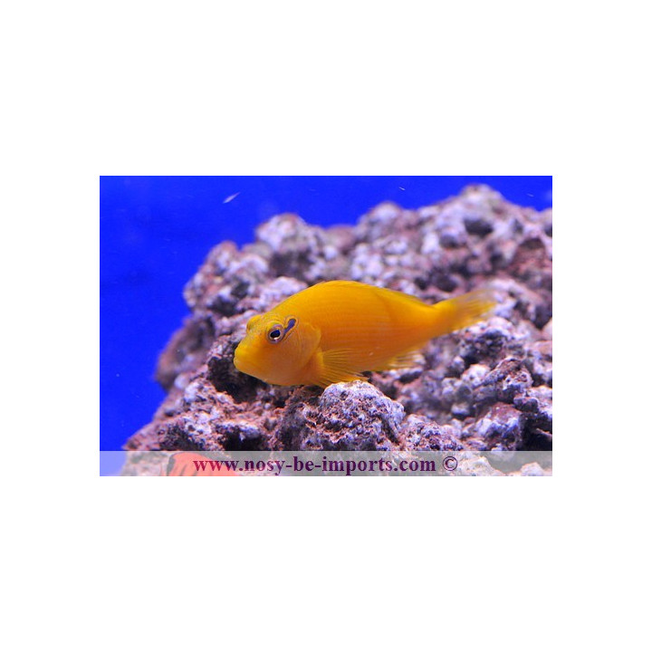 Paracirrhites xanthus
