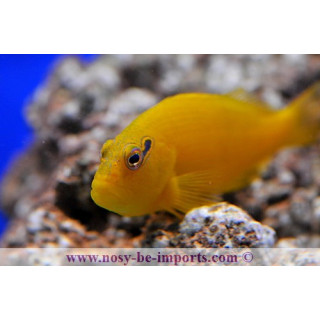 Paracirrhites xanthus