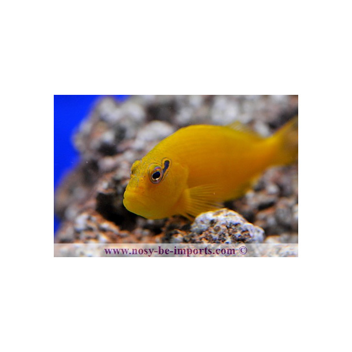 Paracirrhites xanthus