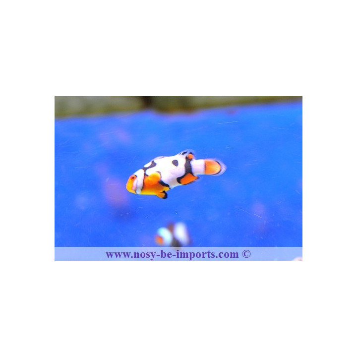 Amphiprion ocellaris picasso - Poisson clown picasso