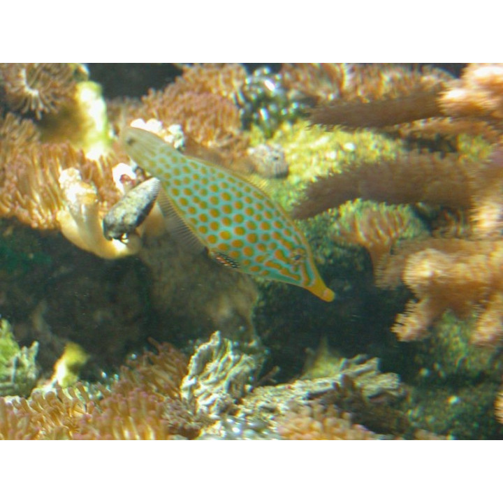 Oxymonacanthus longirostris