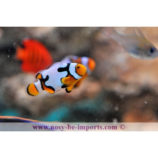 Amphiprion ocellaris picasso - Poisson clown picasso