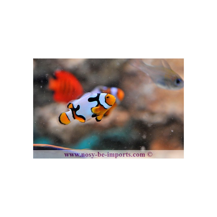 Amphiprion ocellaris picasso - Poisson clown picasso