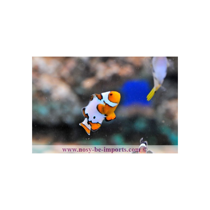 Amphiprion ocellaris picasso - Poisson clown picasso