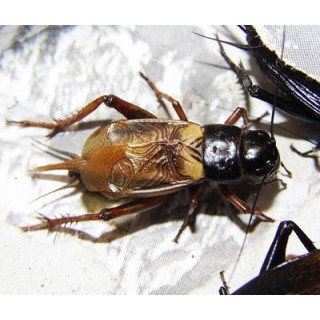 Gryllus bimaculatus