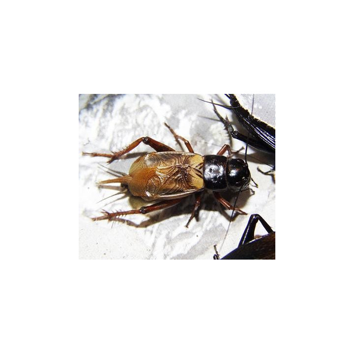 Gryllus bimaculatus