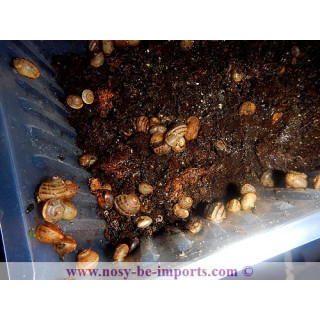 Helix aspersa - Escargots vivants pour reptiles